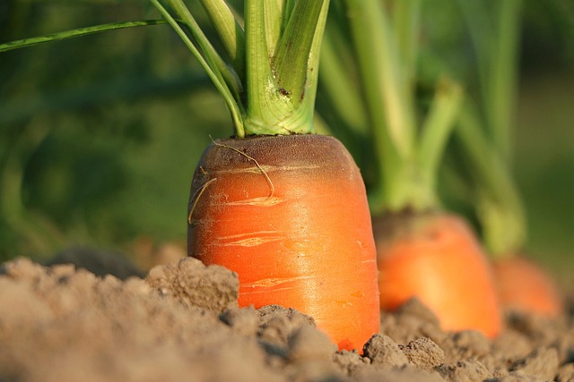 organic vegetable garden lesson group