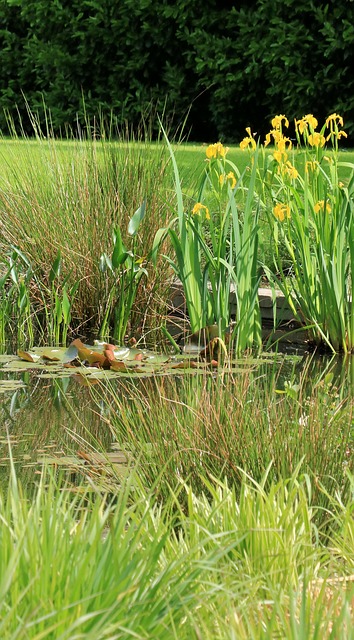 vegetable garden summer watering mulch