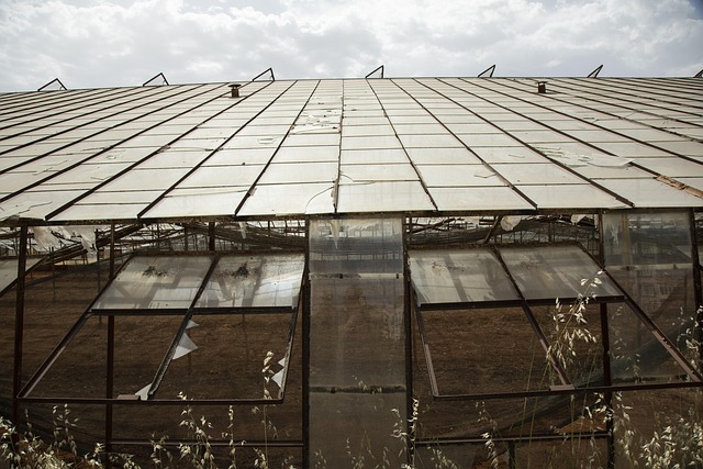 vegetable garden greenhouse seedlings