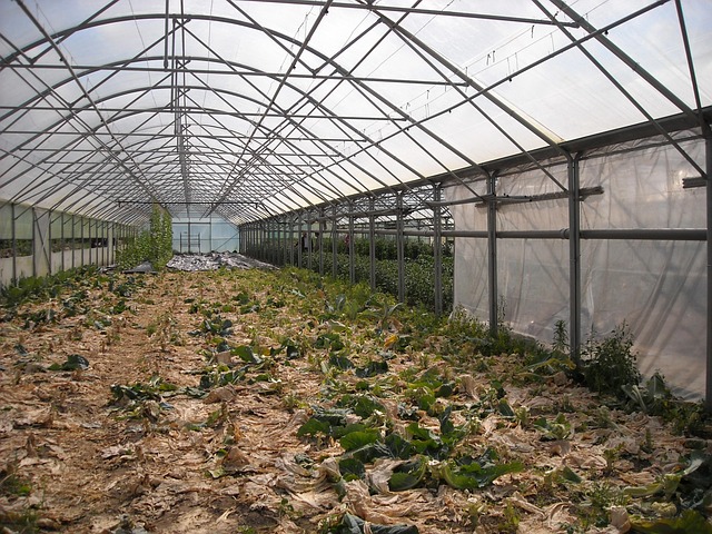vegetable garden teaching greenhouse lesson